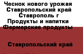 Чеснок нового урожая - Ставропольский край, Ставрополь г. Продукты и напитки » Фермерские продукты   . Ставропольский край